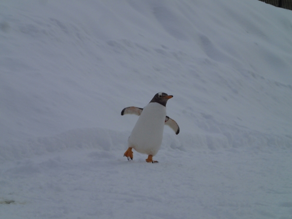 ���R������