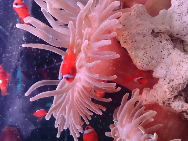 ������R���[�v�E�F�C