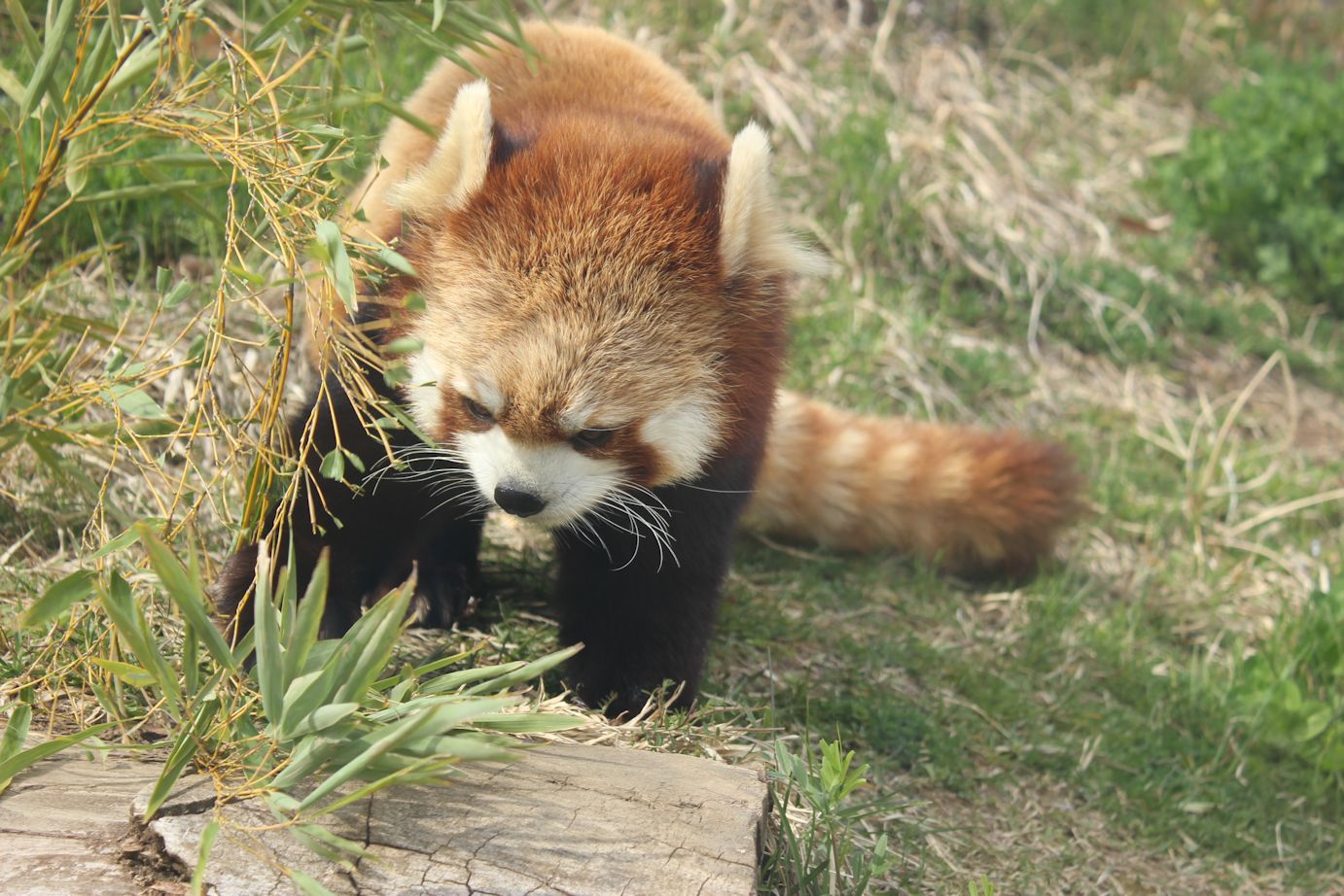 茶臼山動物園の写真一覧 じゃらんnet