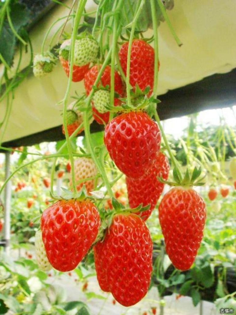 �@���΂Ԃǂ����