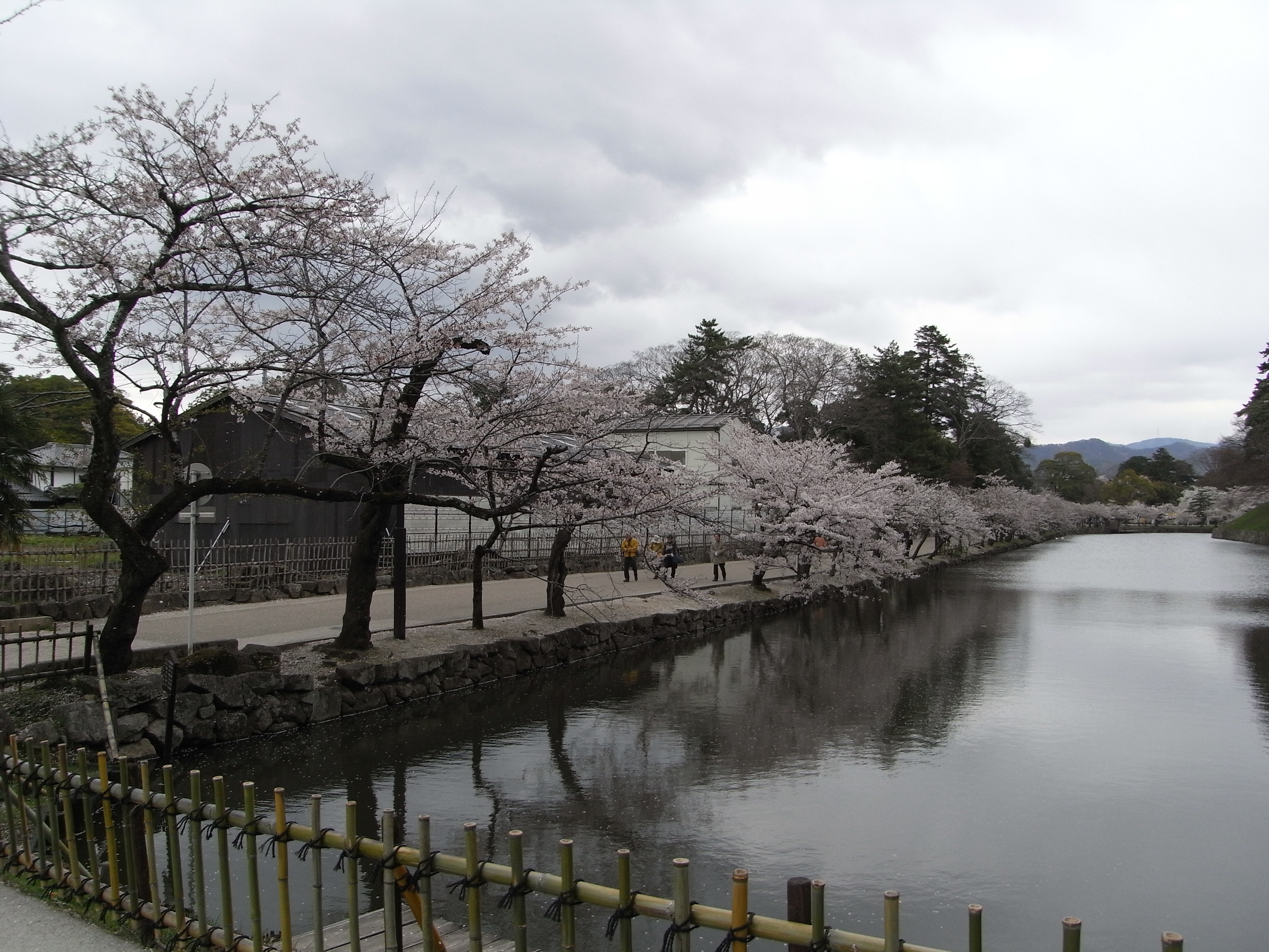 彦根城の桜の写真一覧 じゃらんnet