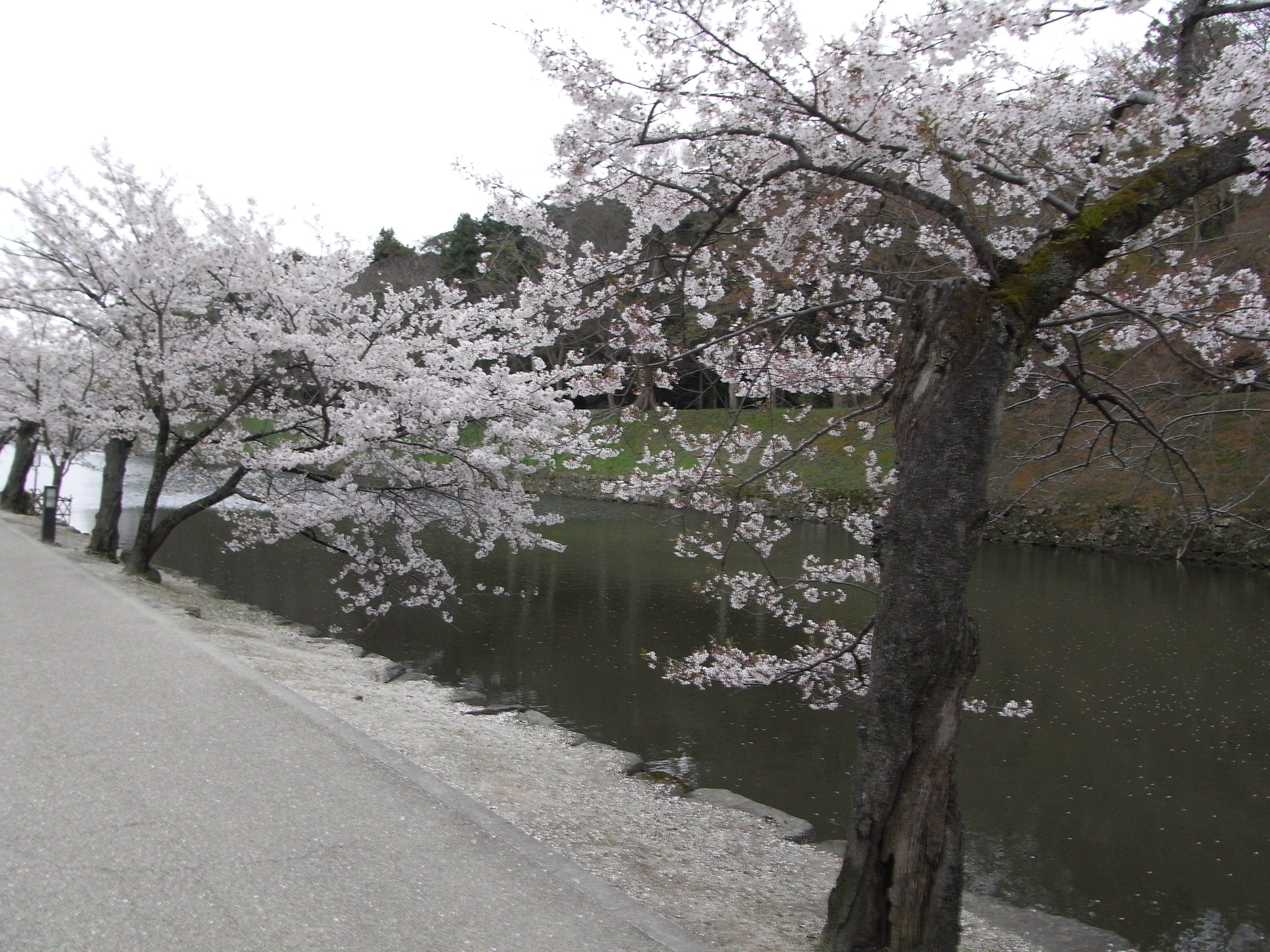 彦根城の桜の写真一覧 じゃらんnet