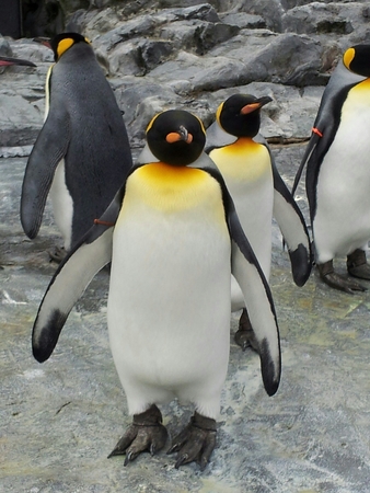 ���R������