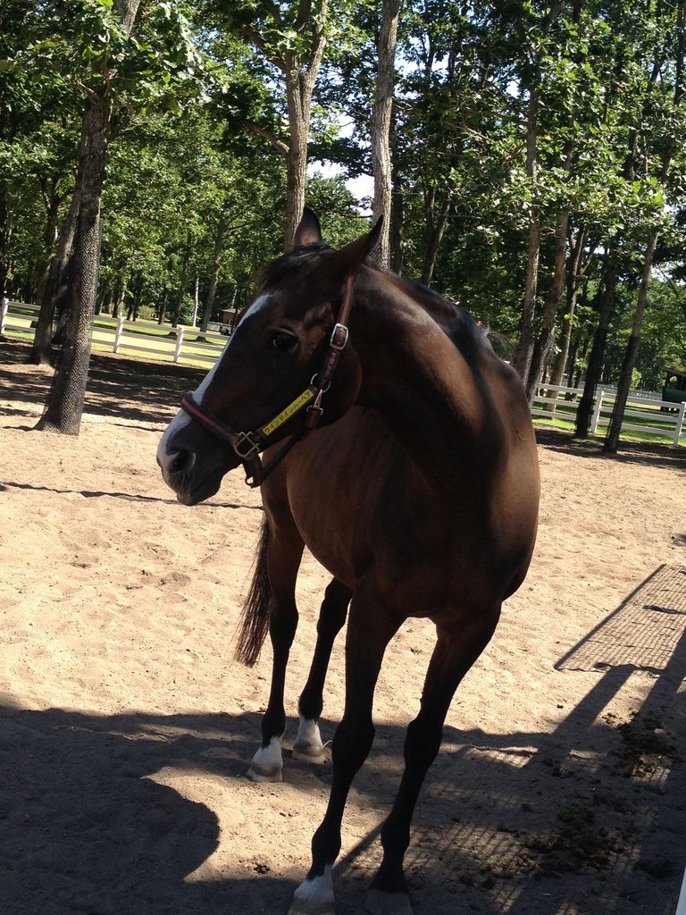 �m�[�U���z�[�X�p�[�N