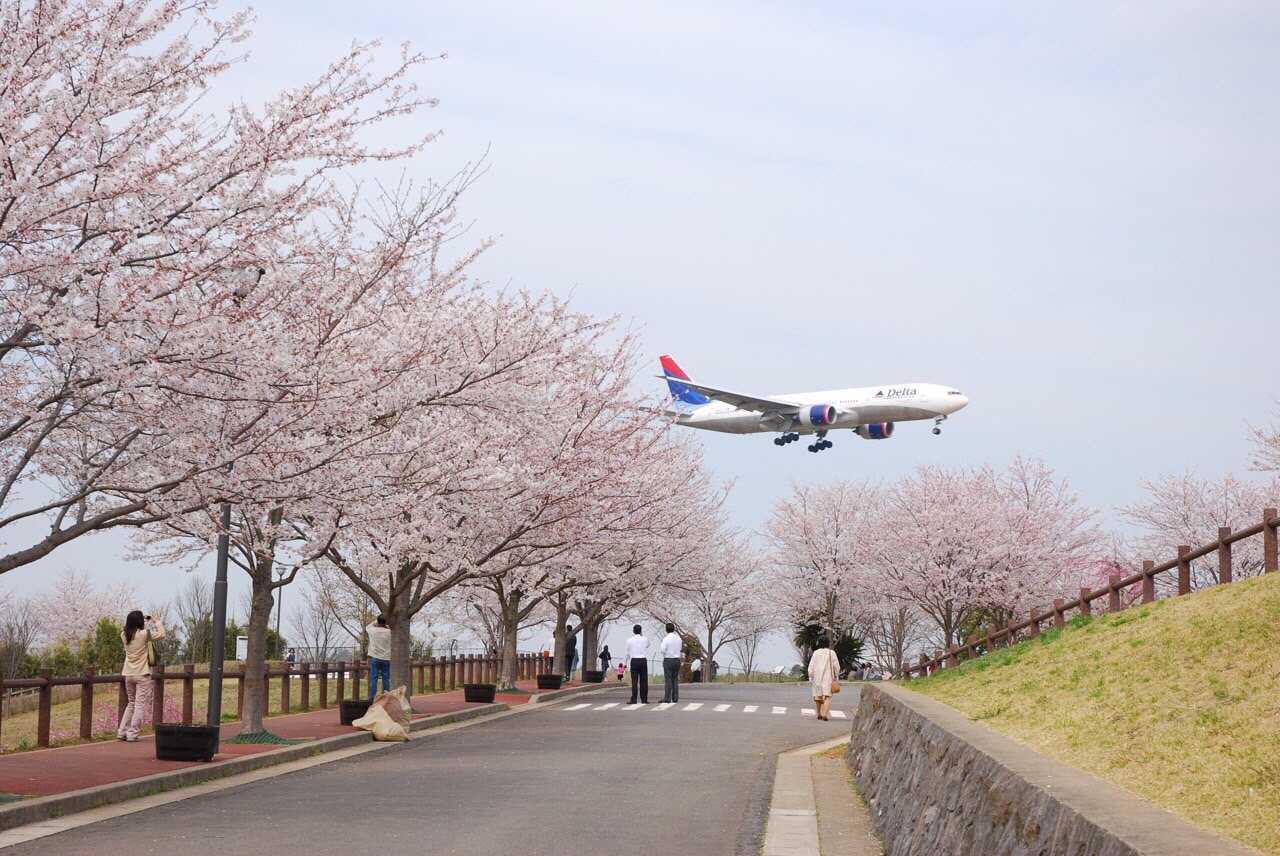 成田市さくらの山の桜の写真一覧 じゃらんnet