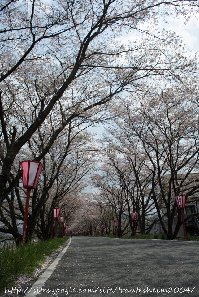 久世トンネル桜の写真一覧 じゃらんnet