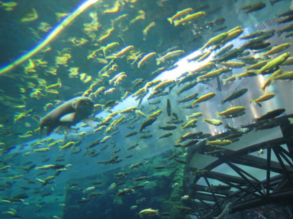 �����Ȍ���