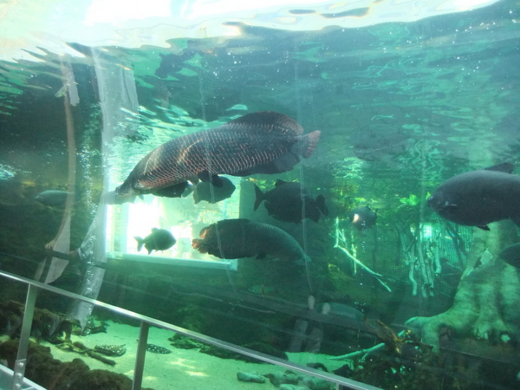 �Ȗ،��Ȃ����퐅�V��