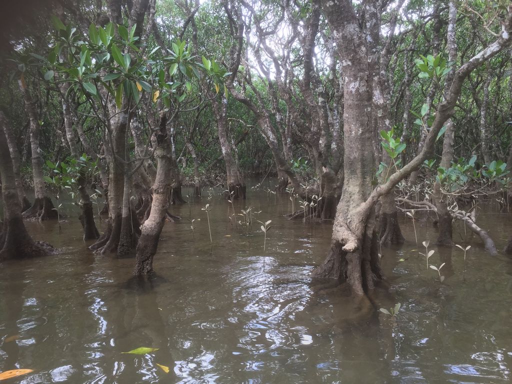 �}���O���[�u�J�k�[�c�[�����O