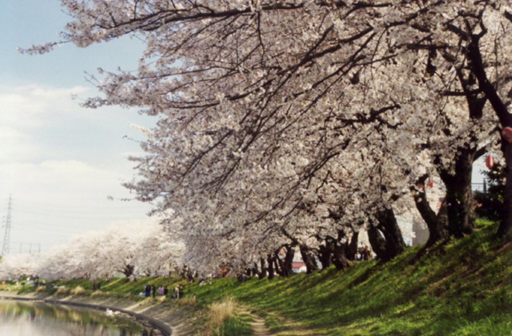 北越谷の桜