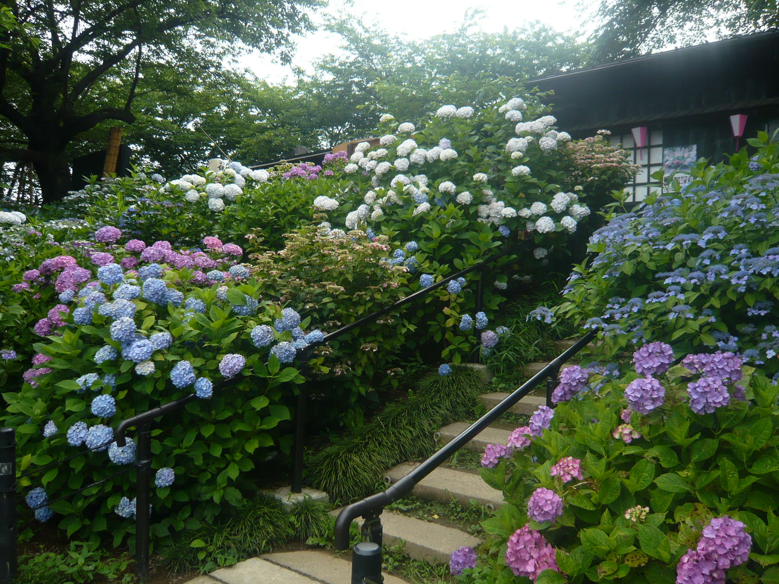 権現堂堤のあじさいの写真一覧 じゃらんnet