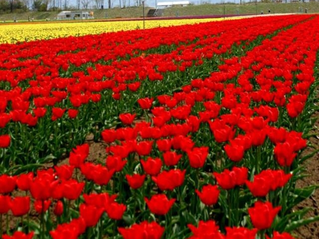 胎内市チューリップフェスティバルの写真一覧 じゃらんnet 胎内市チューリップフェスティバルの写真一覧 じゃらんnet