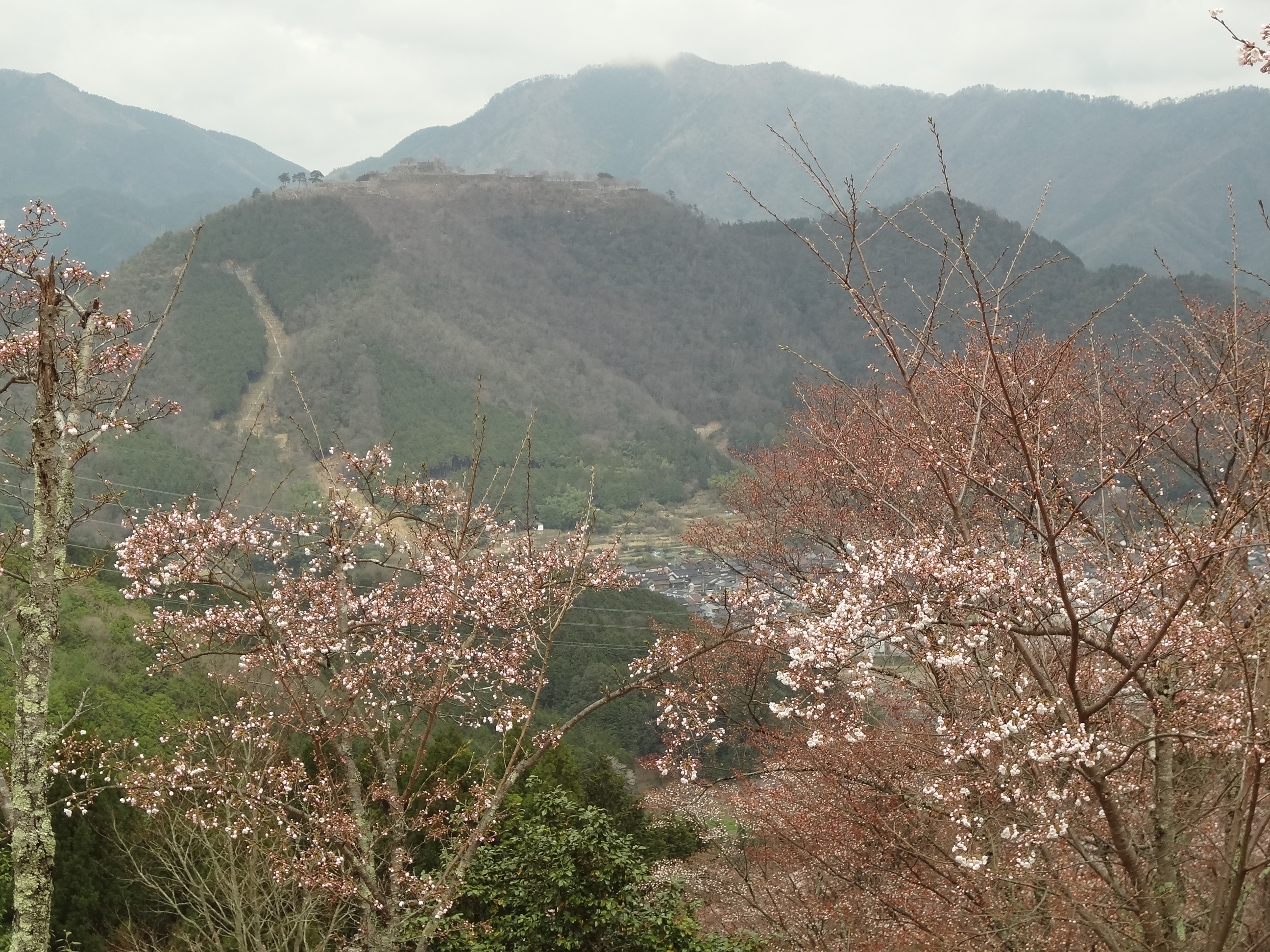 立雲峡の桜の写真一覧 じゃらんnet