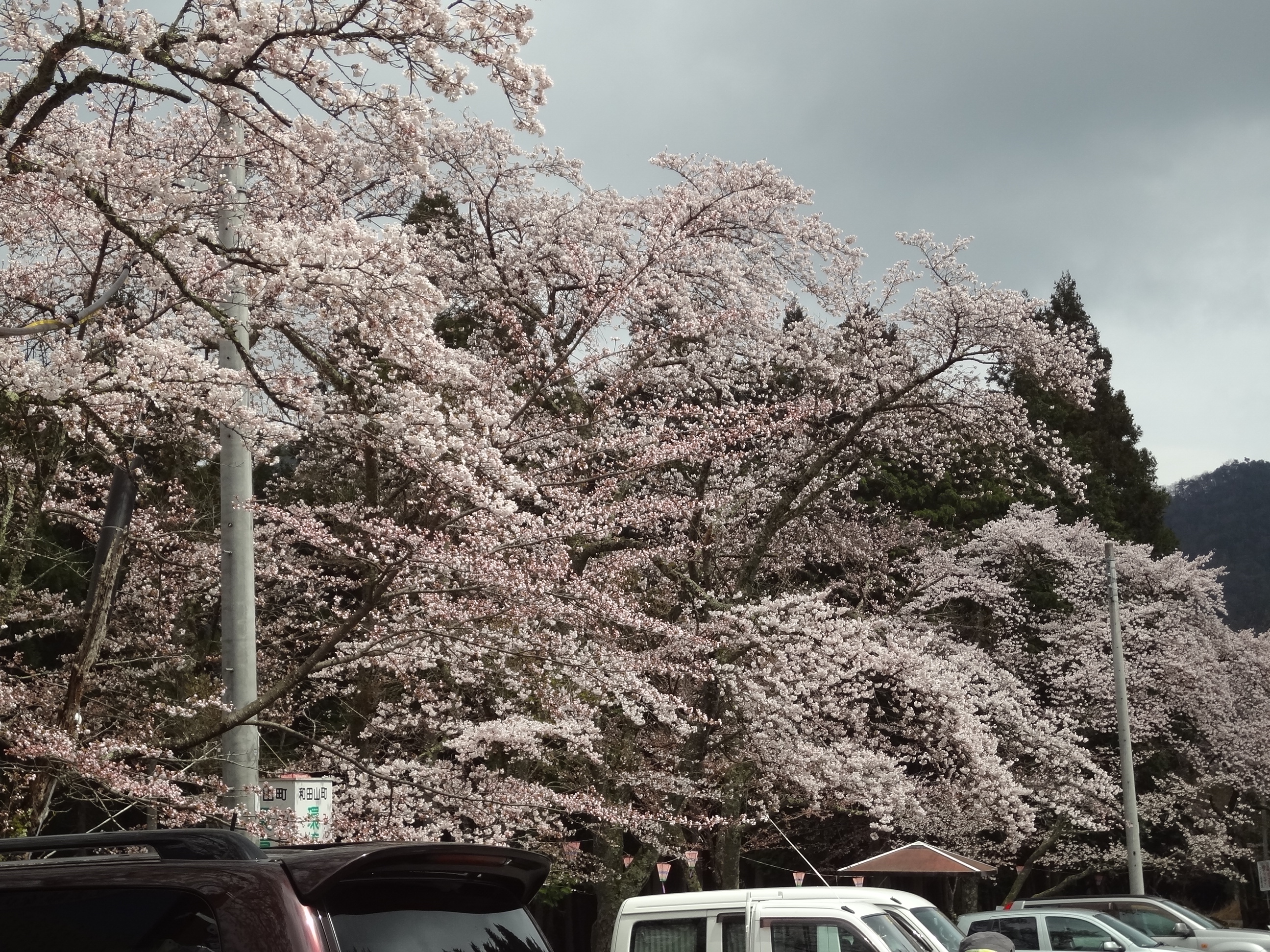 立雲峡の桜の写真一覧 じゃらんnet