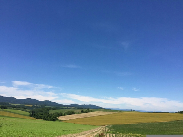 �p�b�`���[�N�̘H