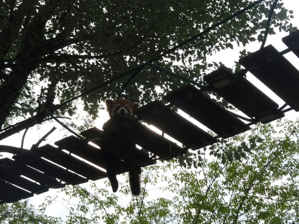 ���R������