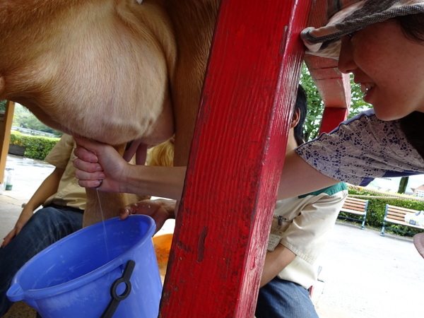 �܂����̖q��