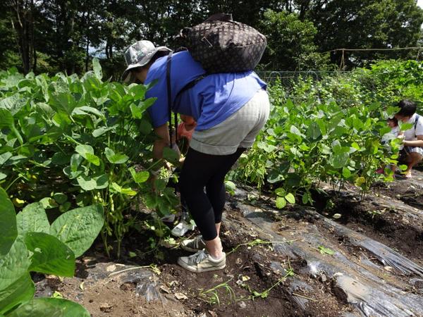 �܂����̖q��