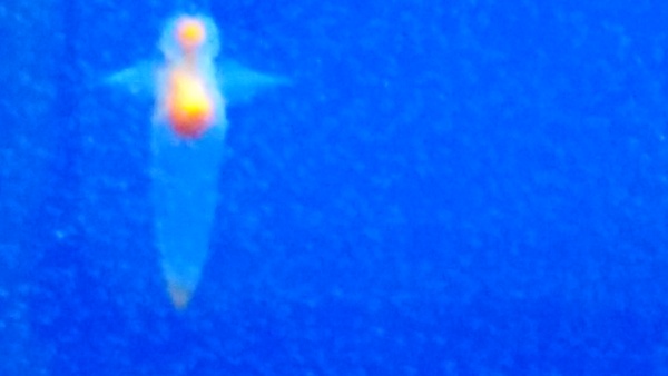 �I�z�[�c�N���X��