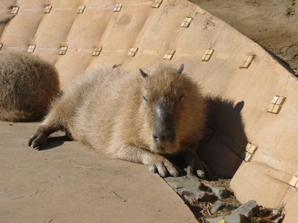 �}�U�[�q��