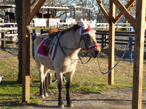 �}�U�[�q��