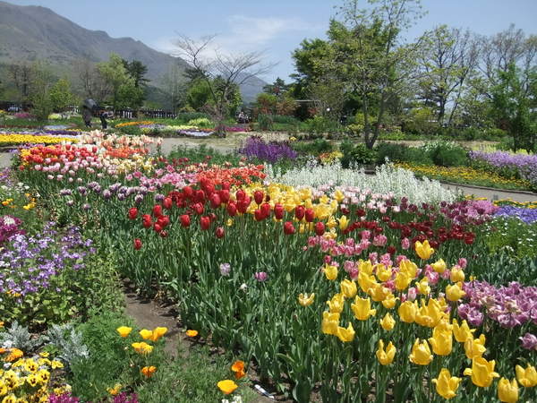 くじゅう花公園