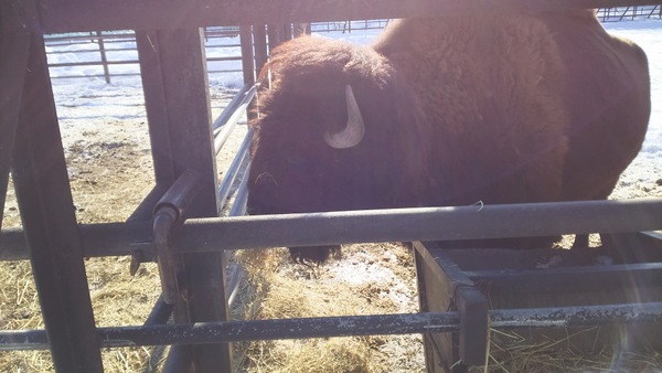 ���тЂ듮����