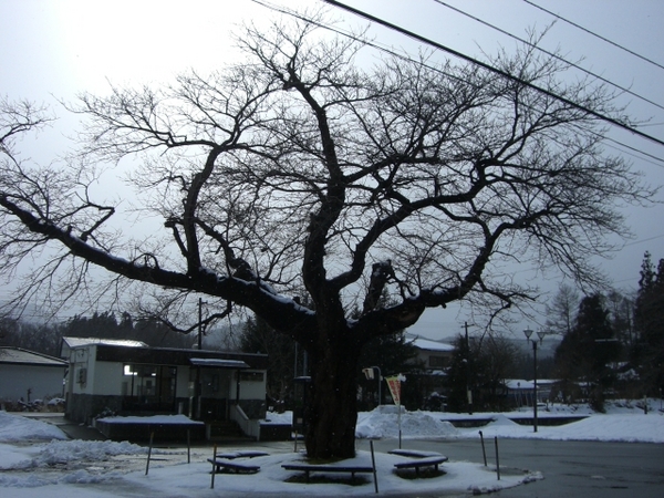 ���R���̑��