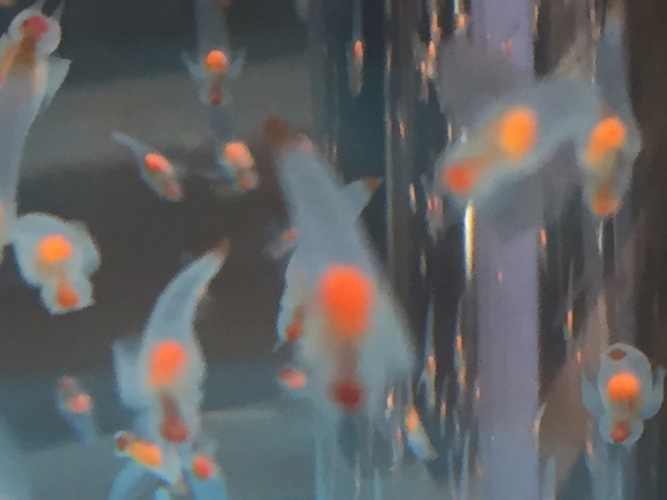 �k�C���I�z�[�c�N���X�Ȋw�Z���^�[�uGIZA�v