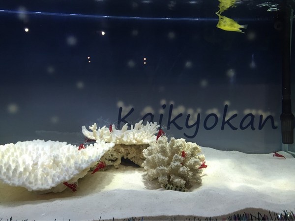 下関市立しものせき水族館・海響館