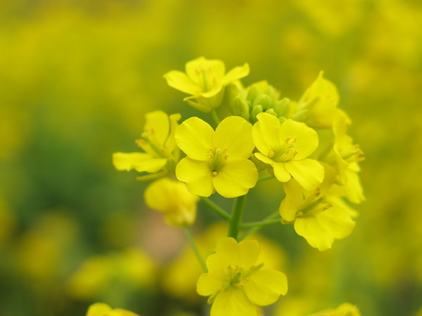 ���̉w�Ƃ݂�����f��y��