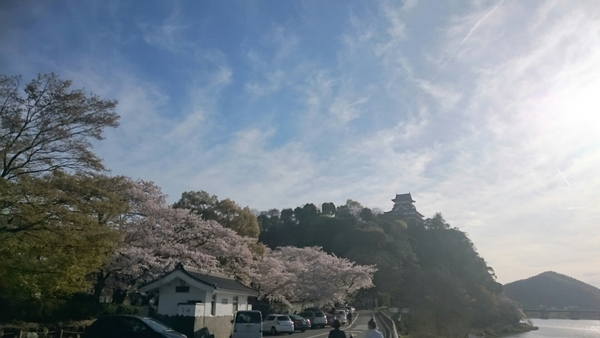 木曽川河畔犬山城の桜の写真一覧 じゃらんnet