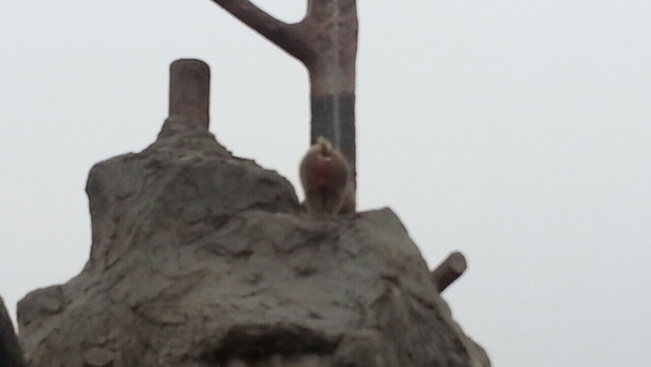 ���R������