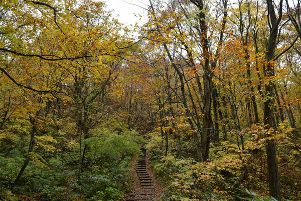 ���_�R�n�̃u�i��