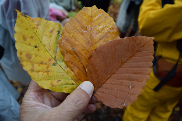 ���_�R�n�̃u�i��