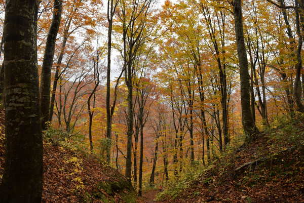 ���_�R�n�̃u�i��