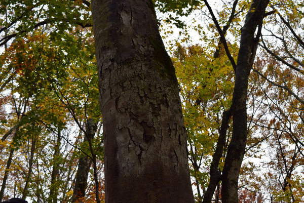 ���_�R�n�̃u�i��