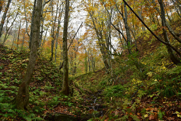 ���_�R�n�̃u�i��