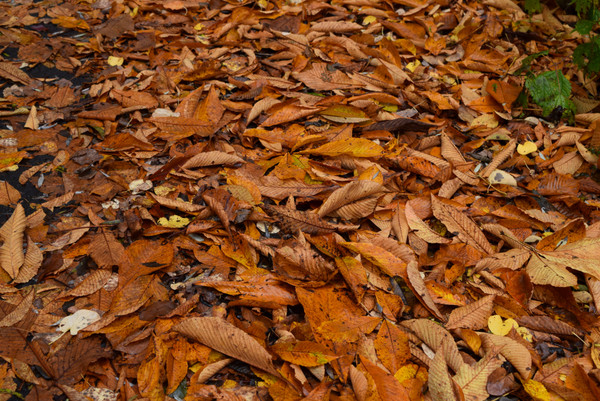 ���_�R�n�̃u�i��