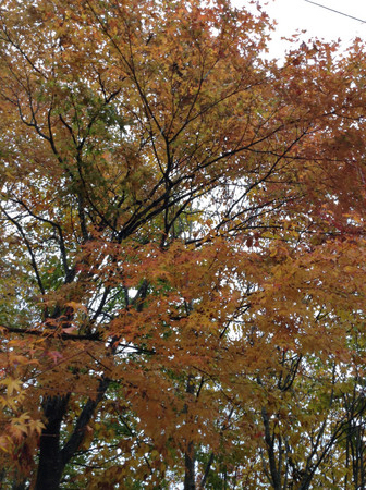 ���_�R�n�̃u�i��