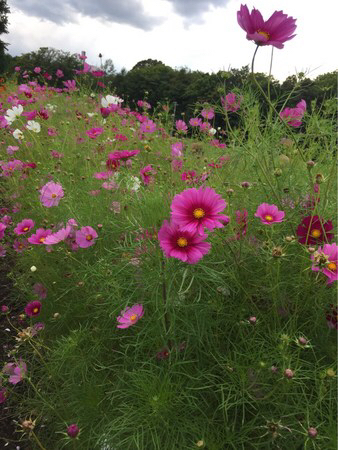 �����ۂ�r���u�W�]��