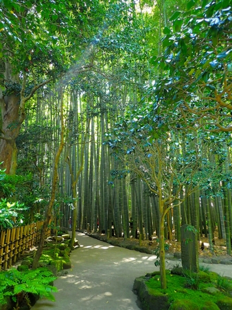 報国寺(竹寺)