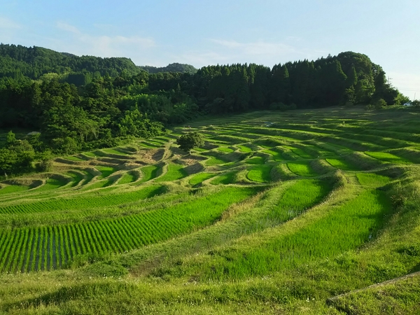 大山千枚田