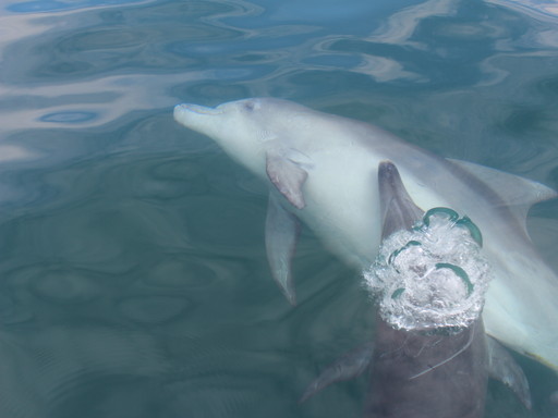 �V���ό��C���J�E�H�b�`���O �h���t�B���N���[�Y