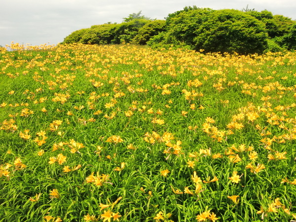 �卲�n�X�J�C���C��