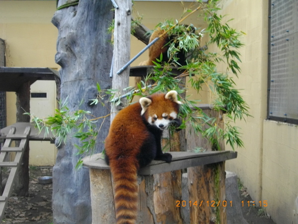 ���R������