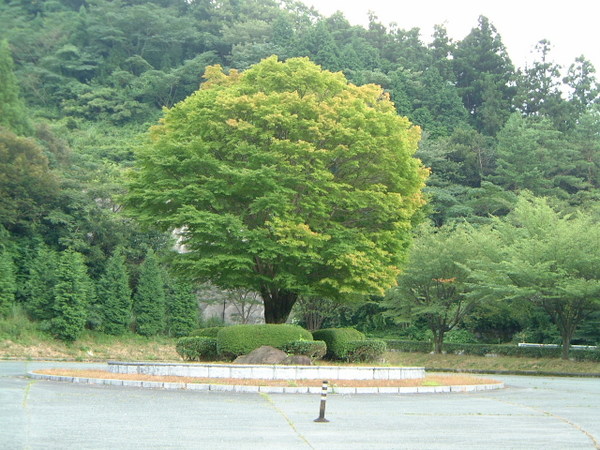 ���ˌ����̍g�t