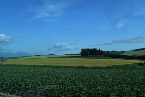 �p�b�`���[�N�̘H