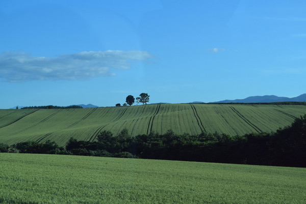 �p�b�`���[�N�̘H