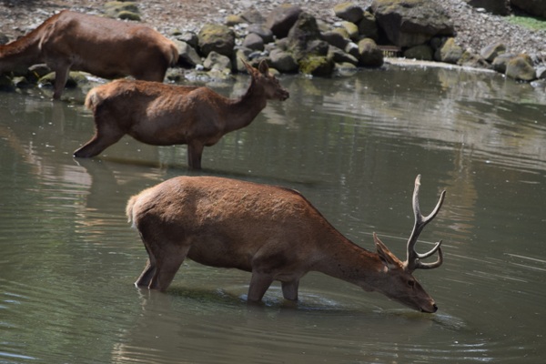 �ߐ{�T�t�@���p�[�N